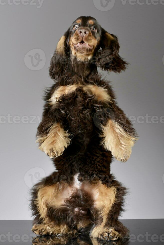 An adorable English Cocker Spaniel standing on hind legs photo