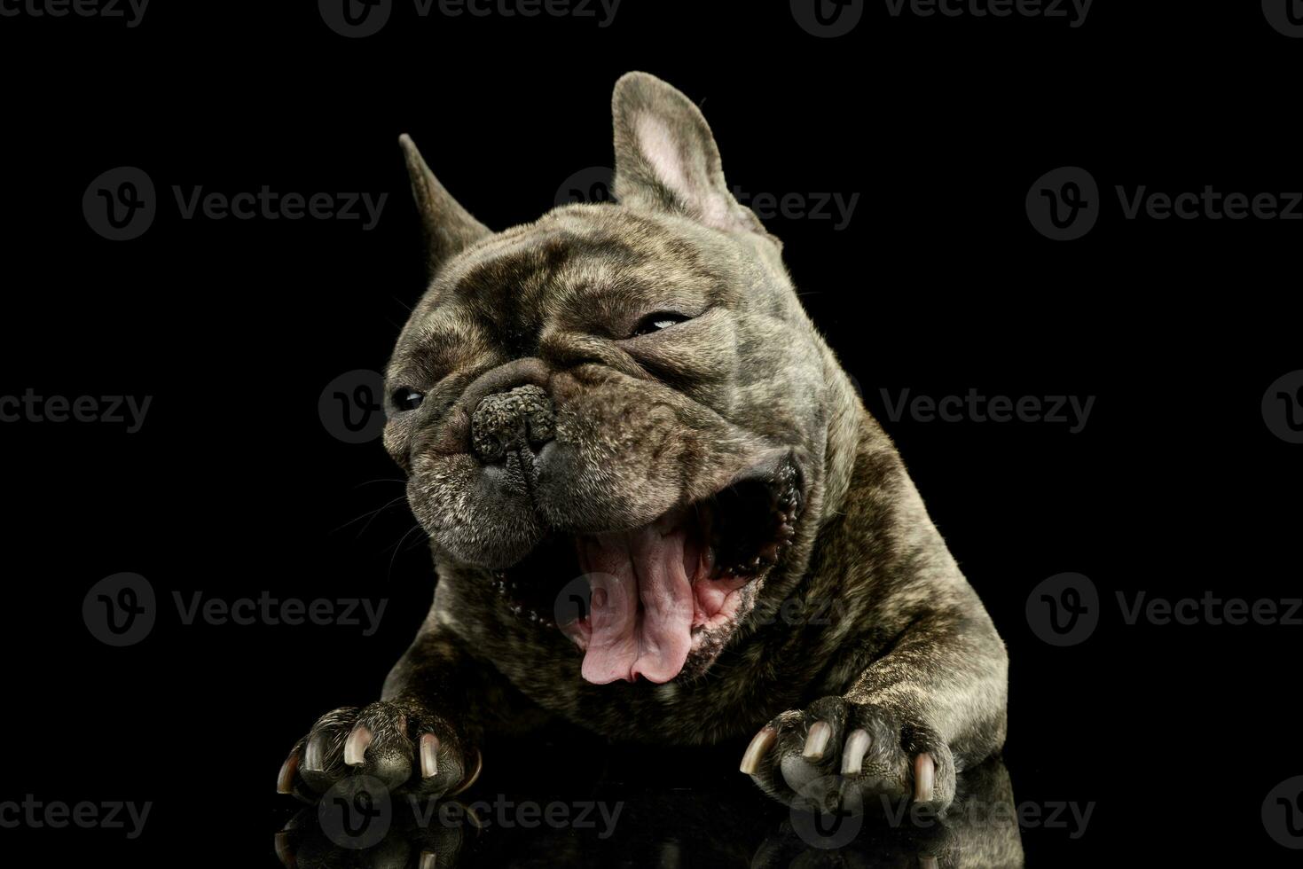 Studio shot of a lovely French Bulldog photo