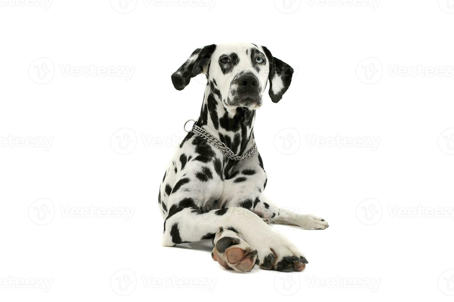 Studio shot of an adorable Dalmatian dog with different colored eyes lying and looking curiously at the camera photo