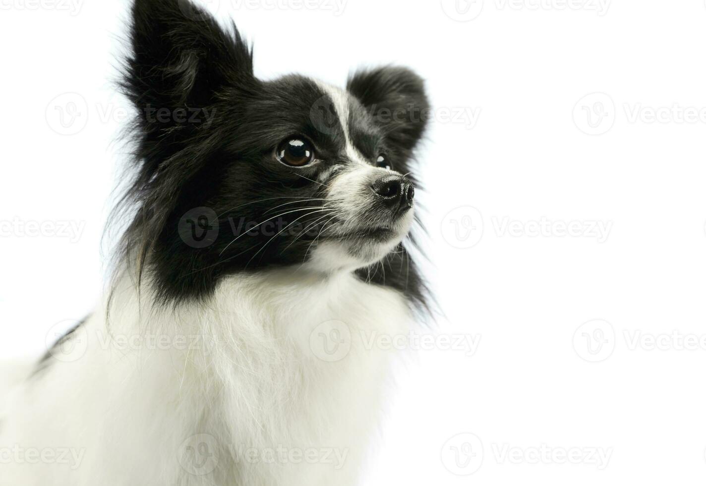 retrato de un adorable Papillon foto