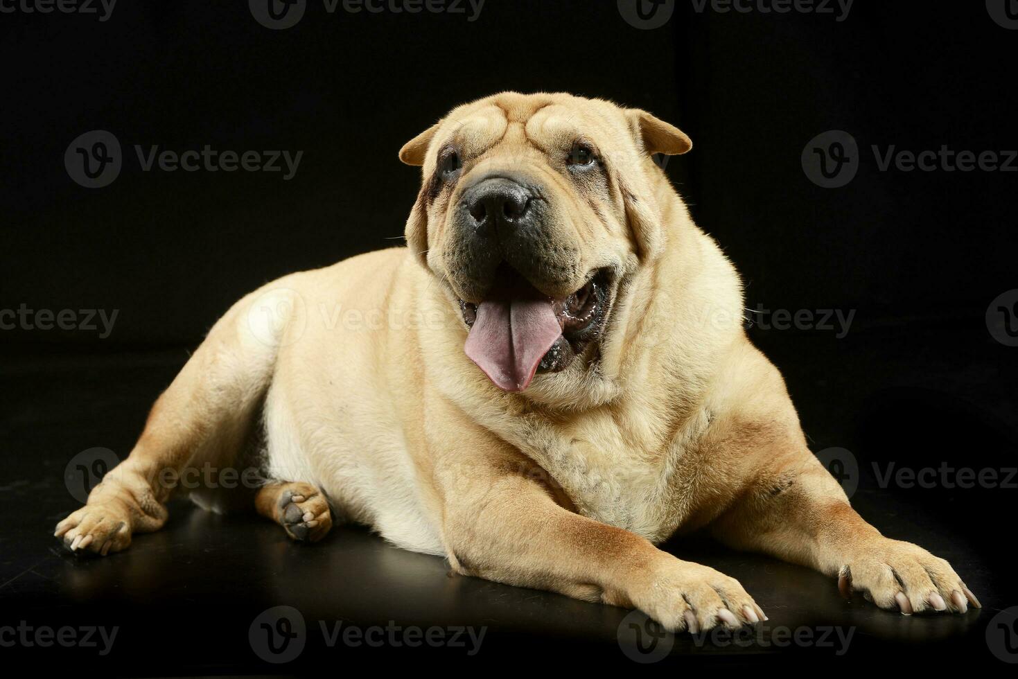 Studio shot of an adorable Shar pei dog photo