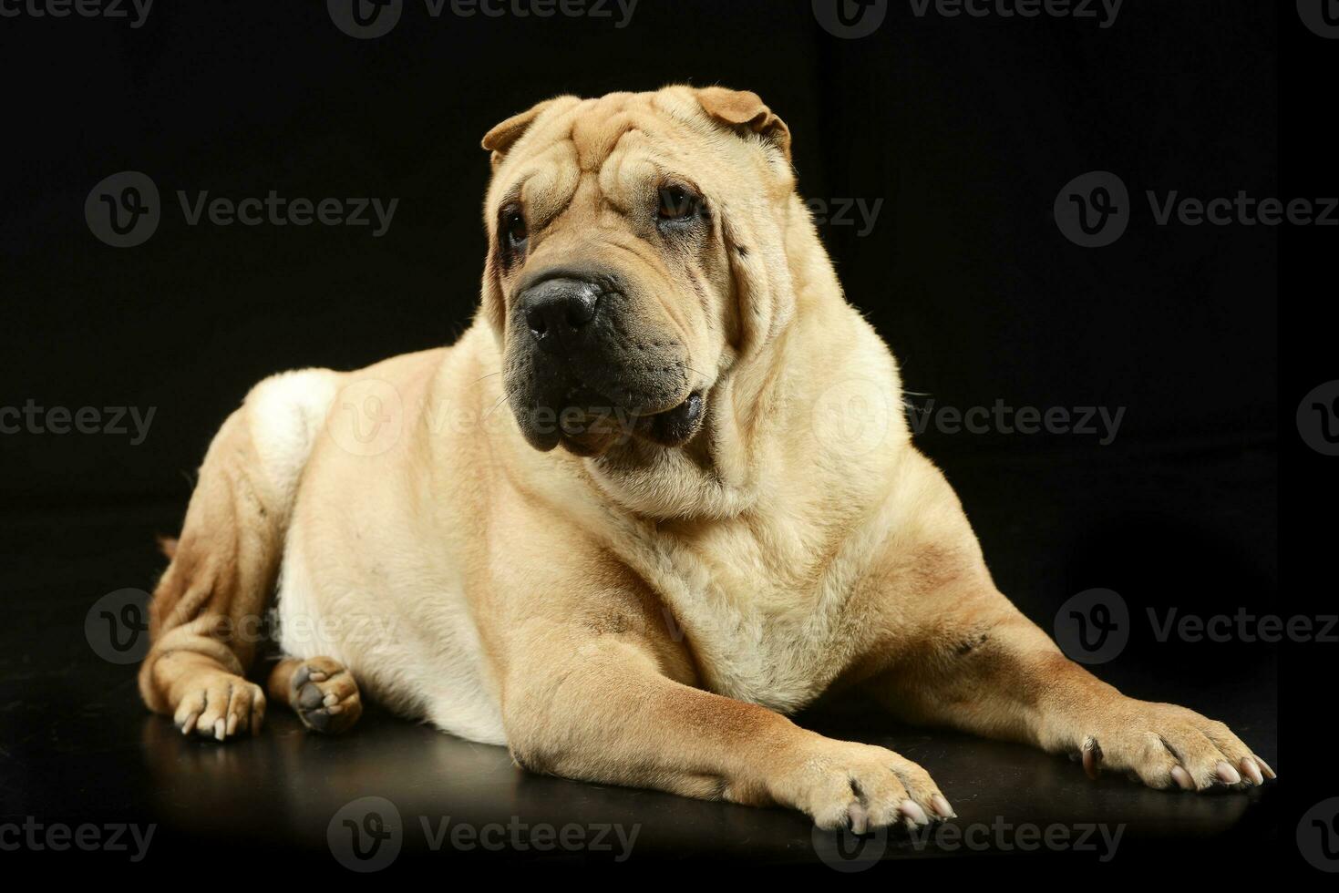 Studio shot of an adorable Shar pei dog photo