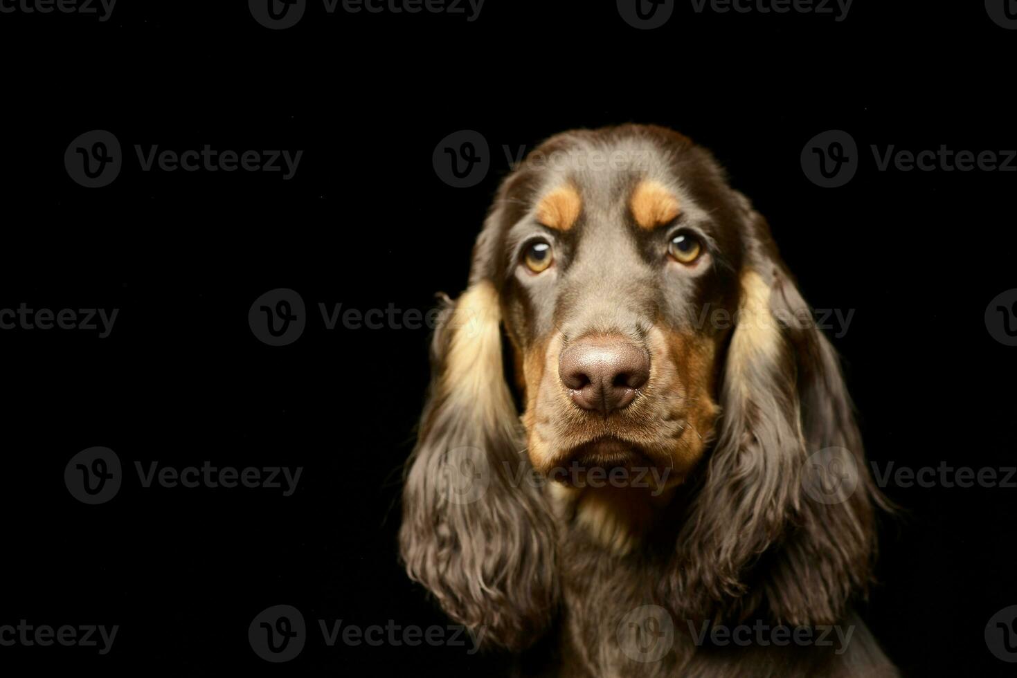 Portrait of an adorable English Cocker Spaniel photo
