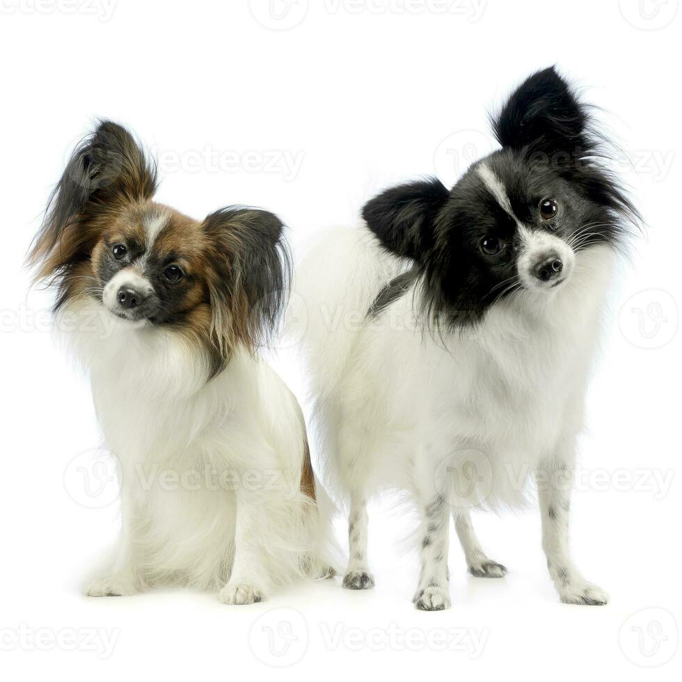 two cute papillon turning heads in white photo studio