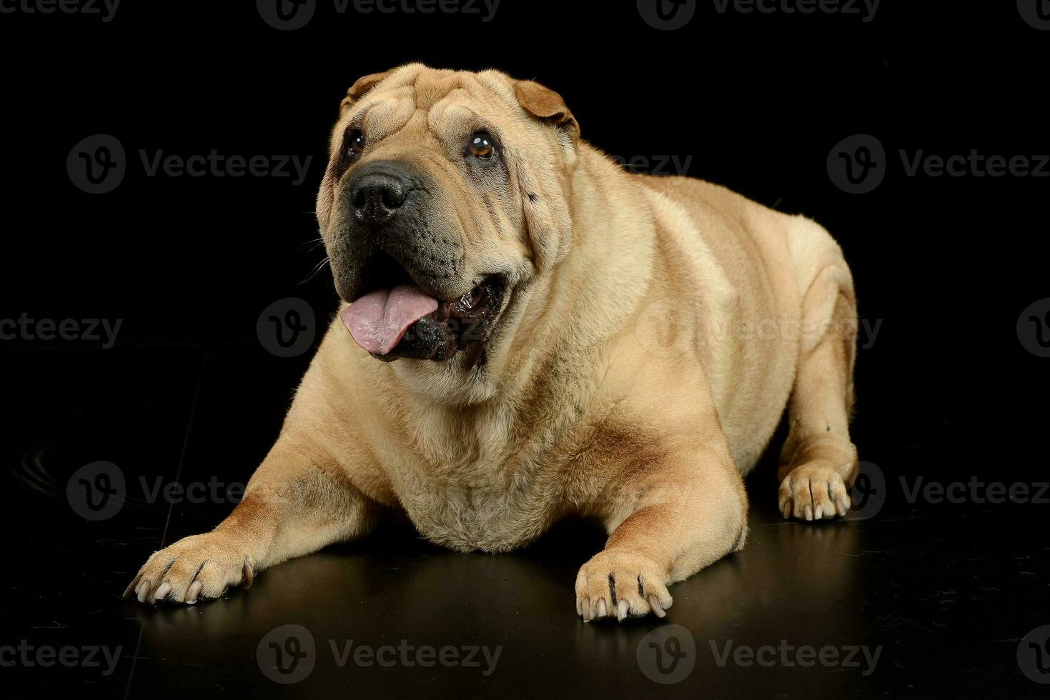 Studio shot of an adorable Shar pei dog photo