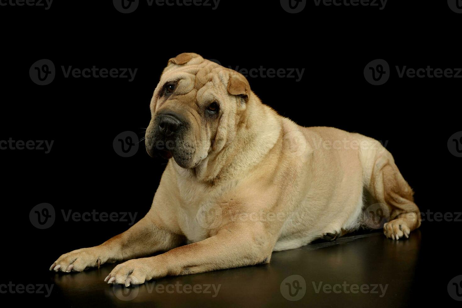 Studio shot of a lovely Shar pei photo