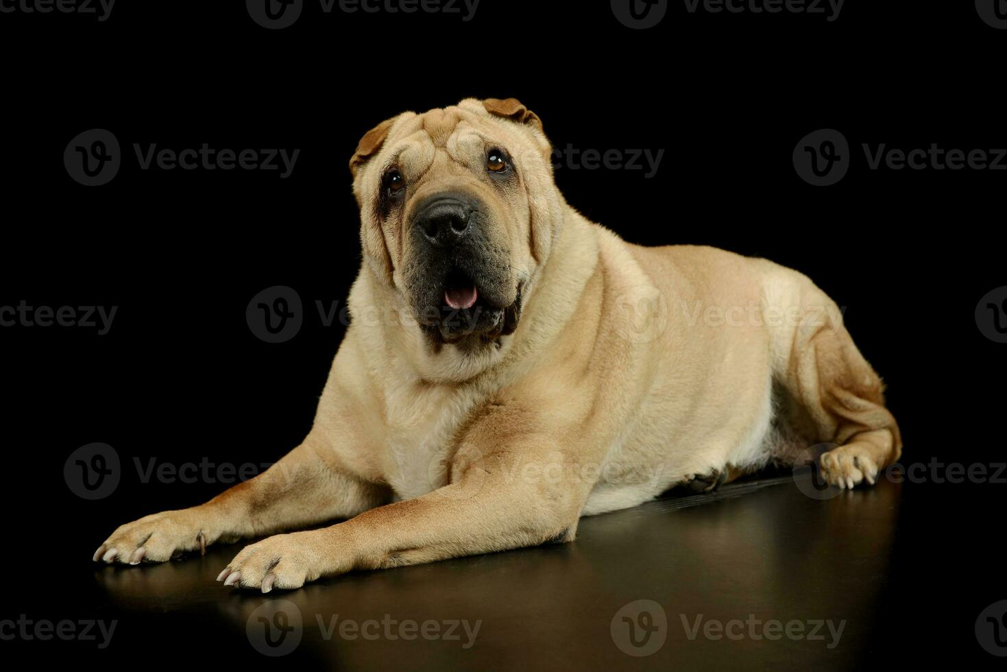 Studio shot of a lovely Shar pei photo