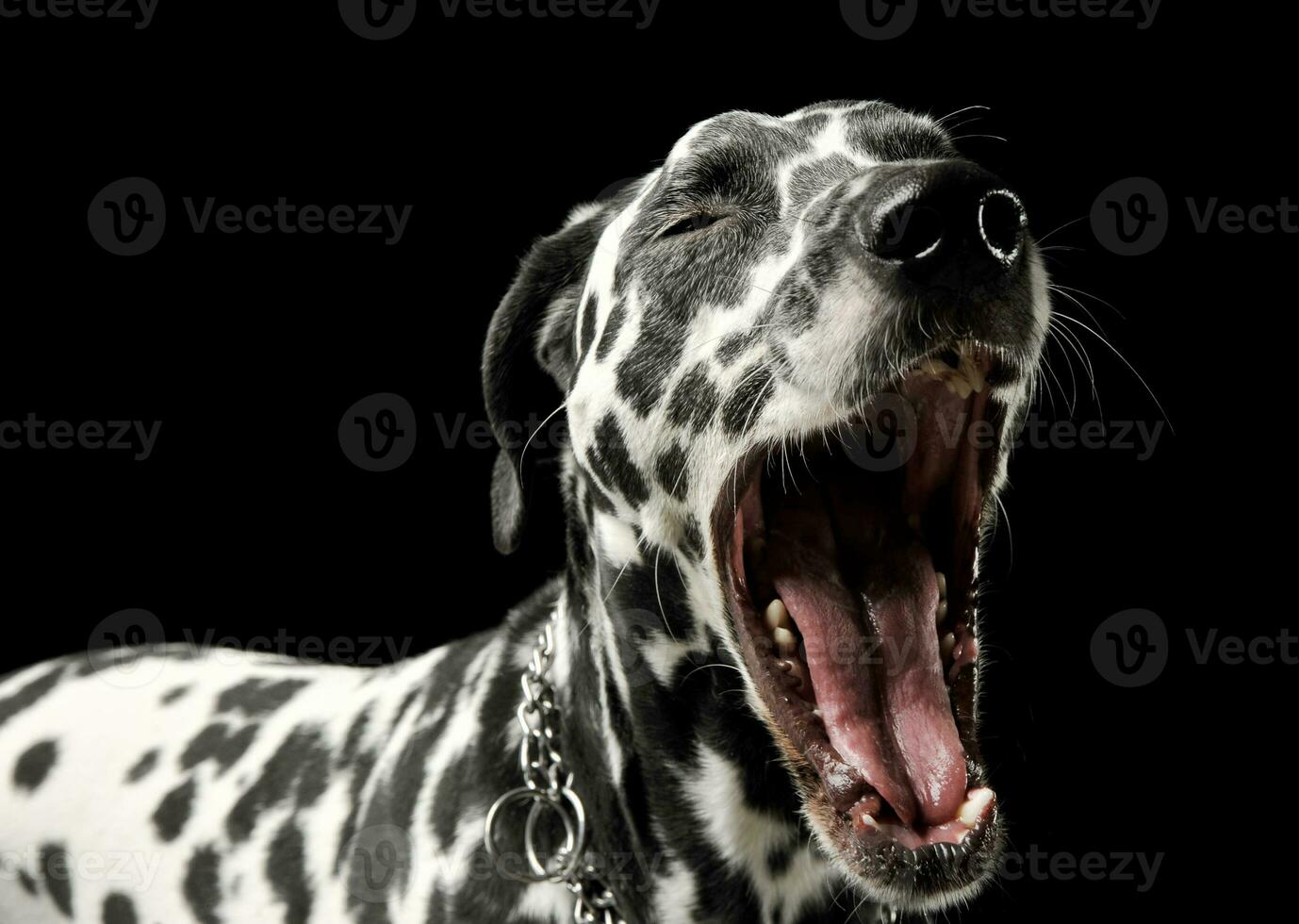 Portrait of an adorable Dalmatian dog standing and yawning photo