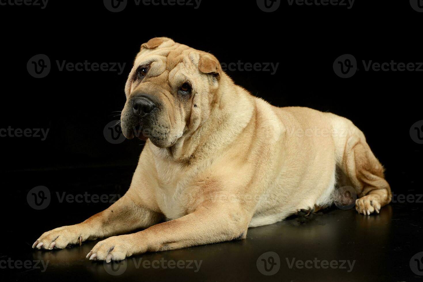 Studio shot of an adorable Shar pei dog photo