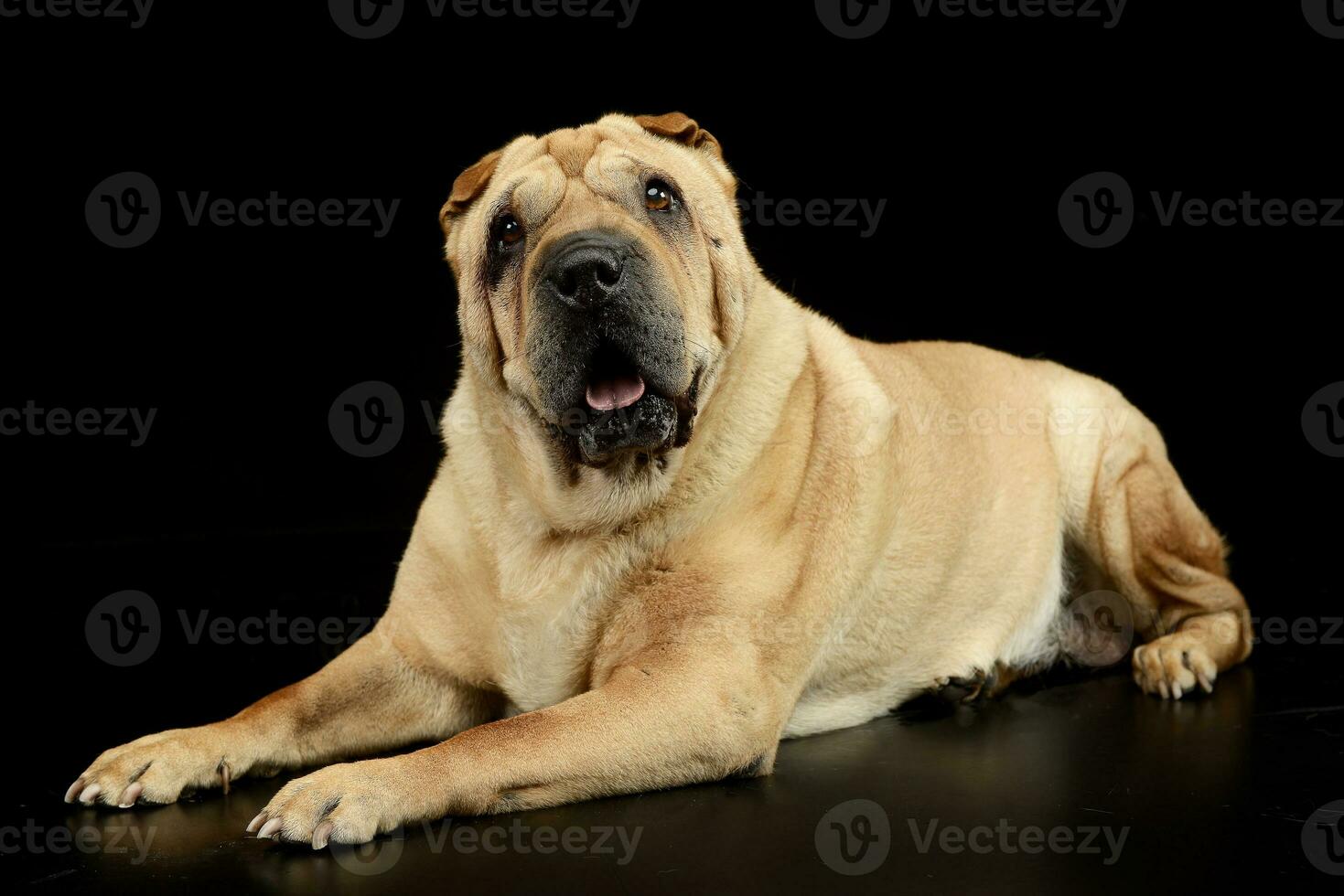 Studio shot of an adorable Shar pei dog photo