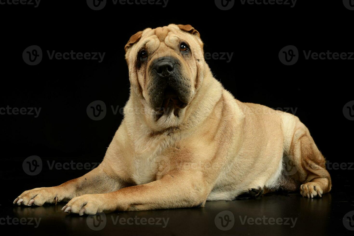 Studio shot of an adorable Shar pei dog photo