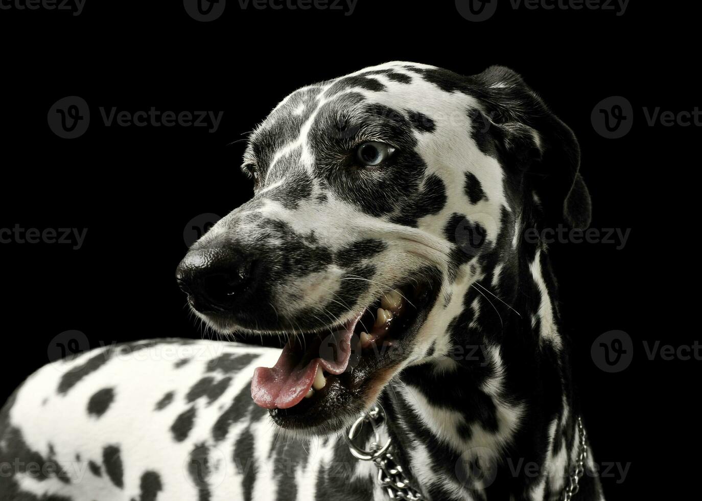Portrait of an adorable Dalmatian dog standing and looking satisfied photo
