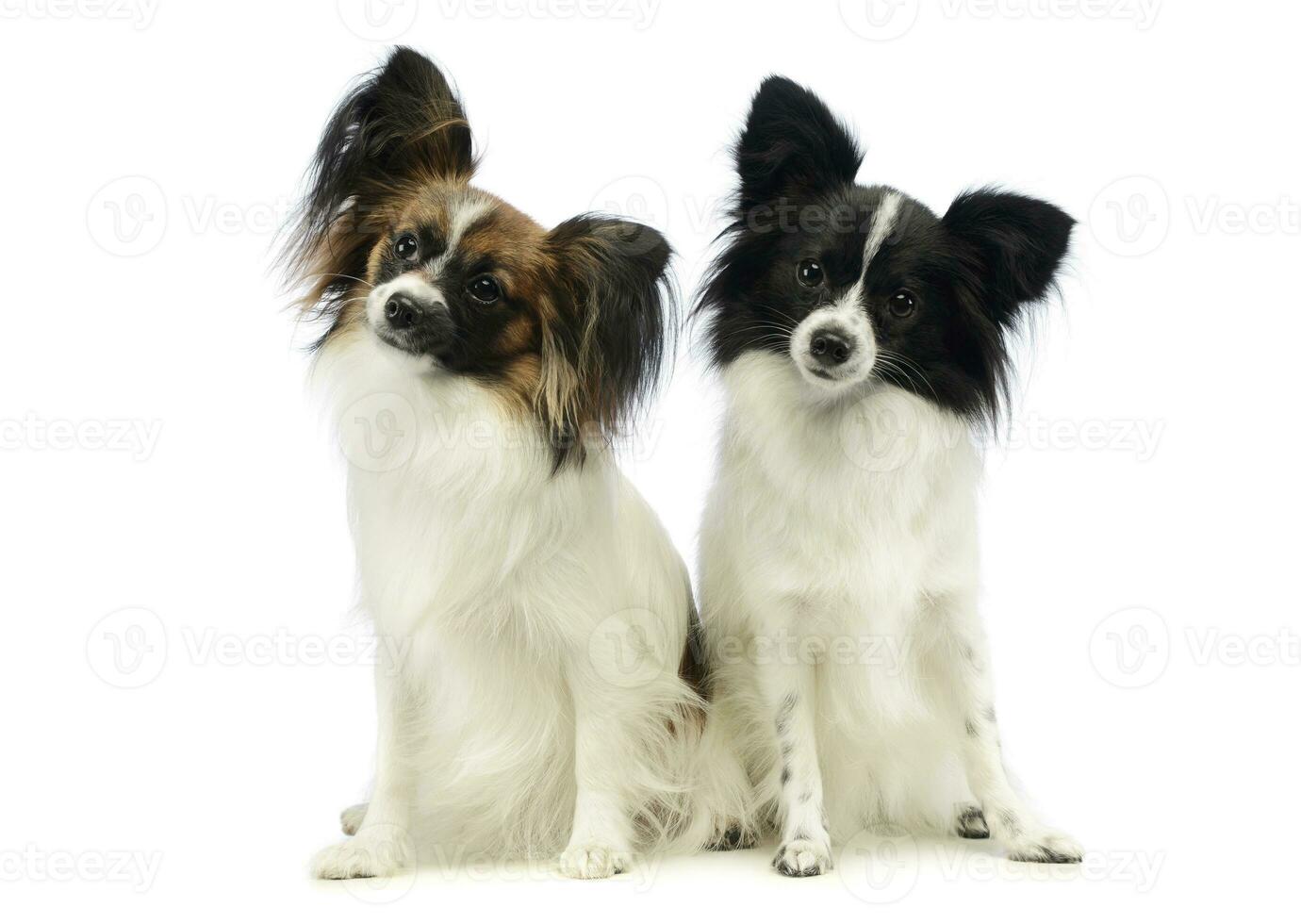 Studio shot of two adorable papillons photo