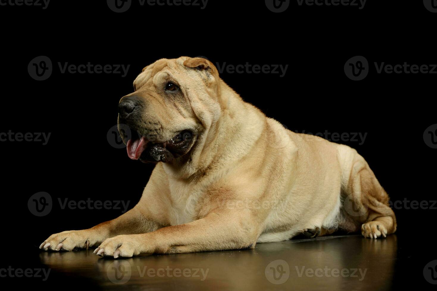 Studio shot of a lovely Shar pei photo