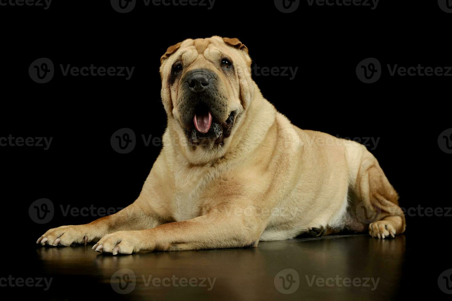 Studio shot of a lovely Shar pei photo