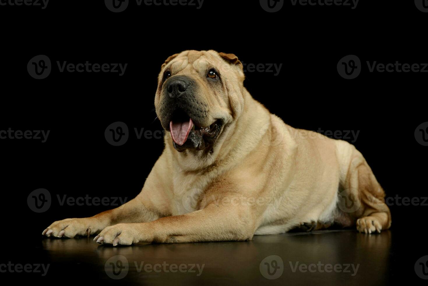 Studio shot of a lovely Shar pei photo