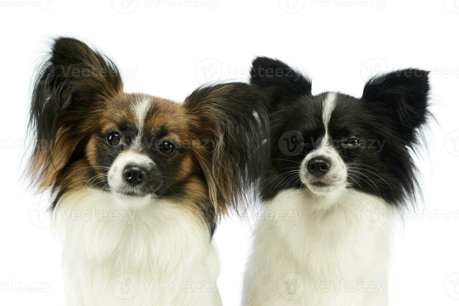 Portrait of two adorable papillons photo