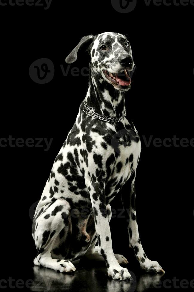 Studio shot of an adorable Dalmatian dog sitting and looking satisfied photo