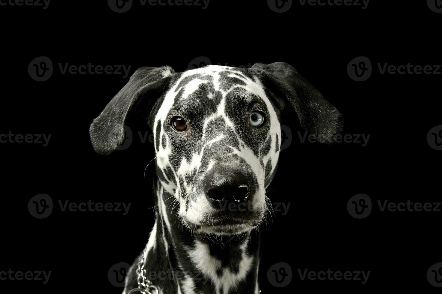 Portrait of an adorable Dalmatian dog with different colored eyes looking curiously at the camera photo