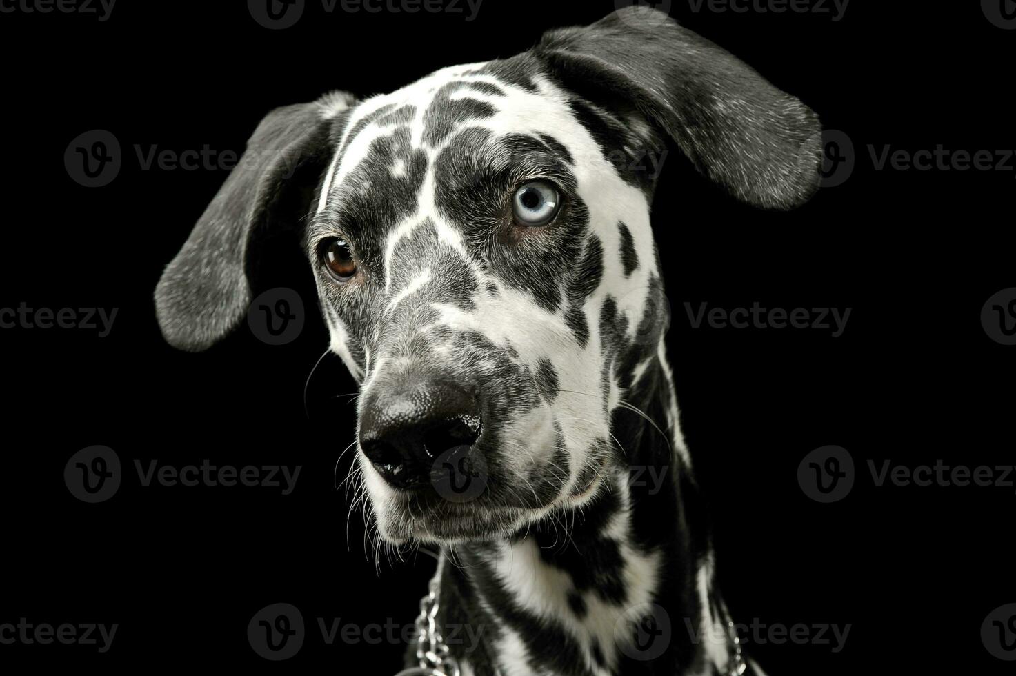 retrato de un adorable dálmata perro con diferente de colores ojos mirando curiosamente foto