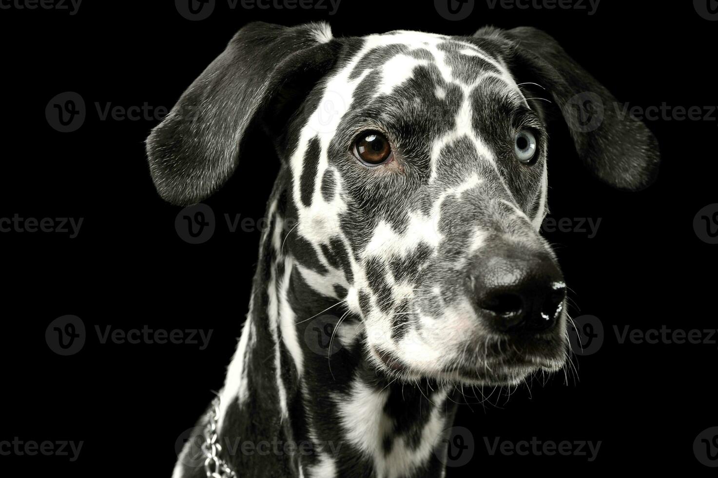 Portrait of an adorable Dalmatian dog with different colored eyes looking curiously photo