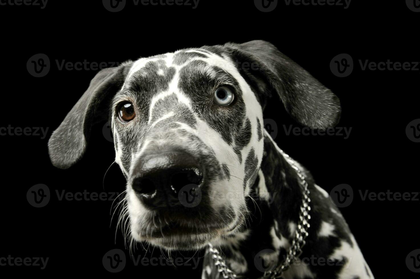 retrato de un adorable dálmata perro con diferente de colores ojos mirando curiosamente a el cámara foto