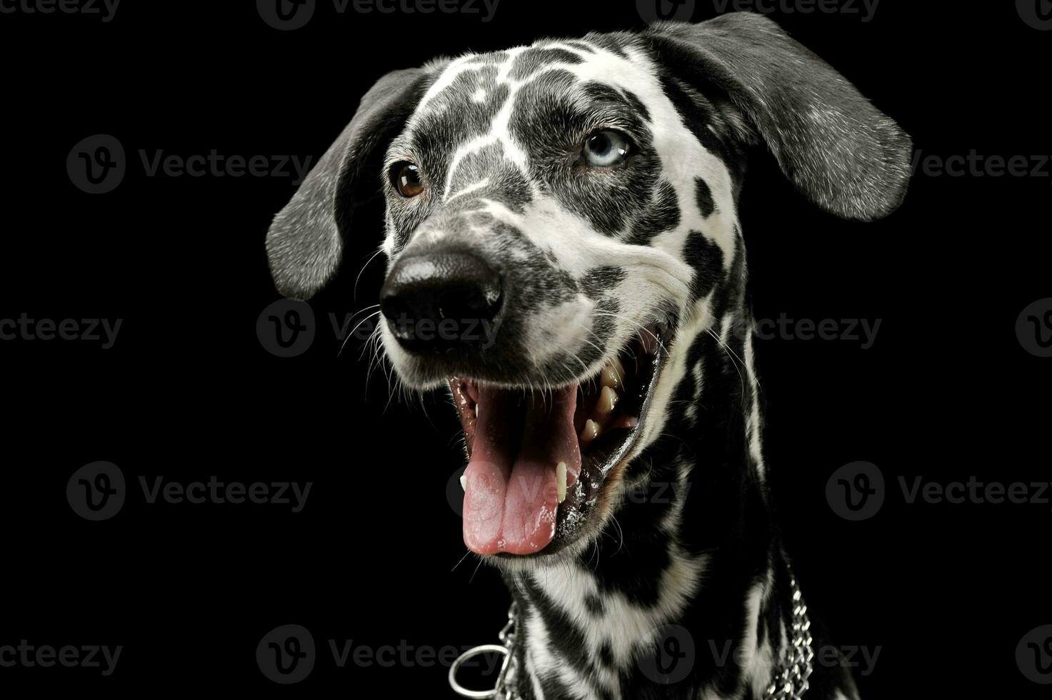 Portrait of an adorable Dalmatian dog with different colored eyes looking satisfied photo
