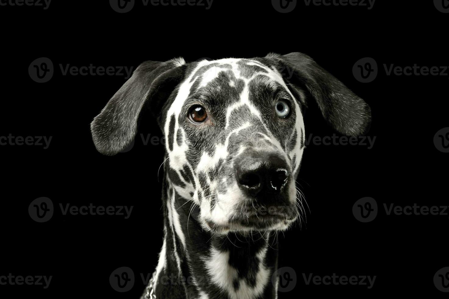 Portrait of an adorable Dalmatian dog with different colored eyes looking curiously at the camera photo