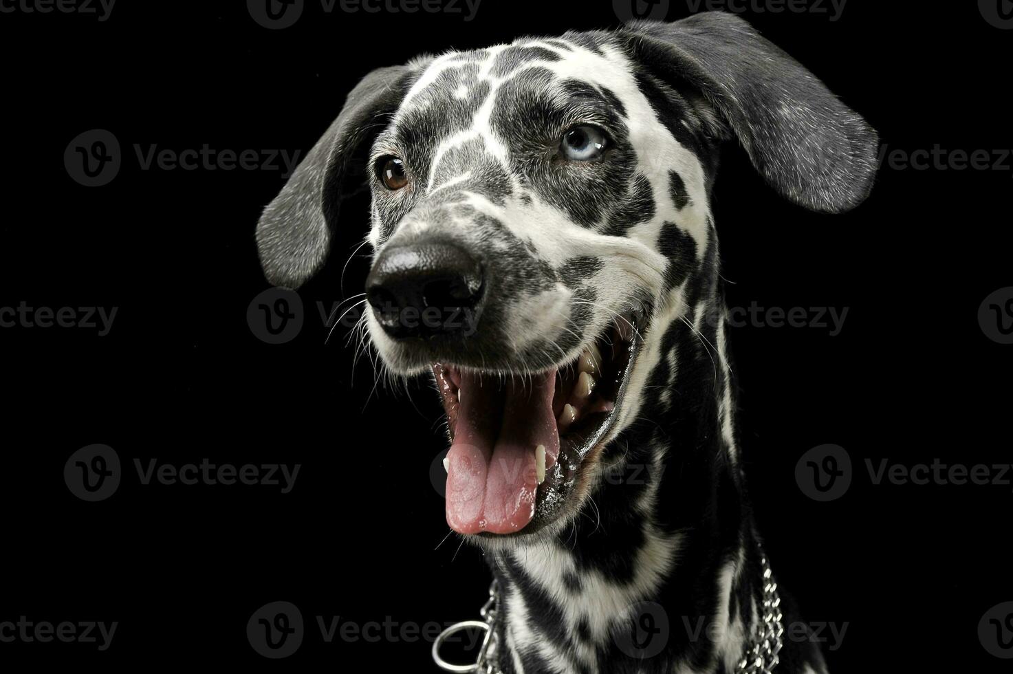 cute dalmatians portrait in black background photo studio