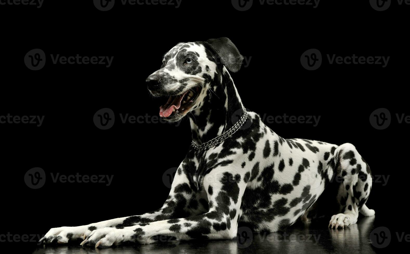 Studio shot of an adorable Dalmatian dog lying and looking satisfied photo