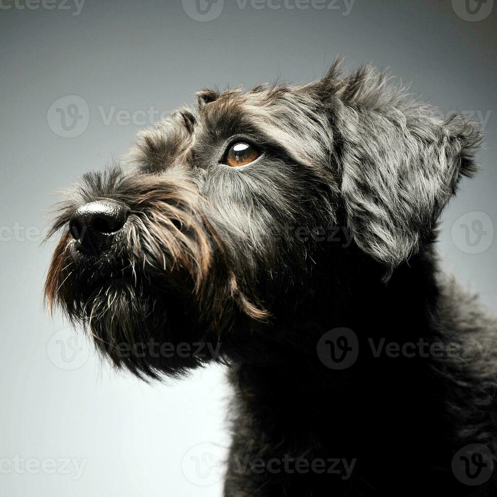 mixed breed wired hair dog portrait in studio photo