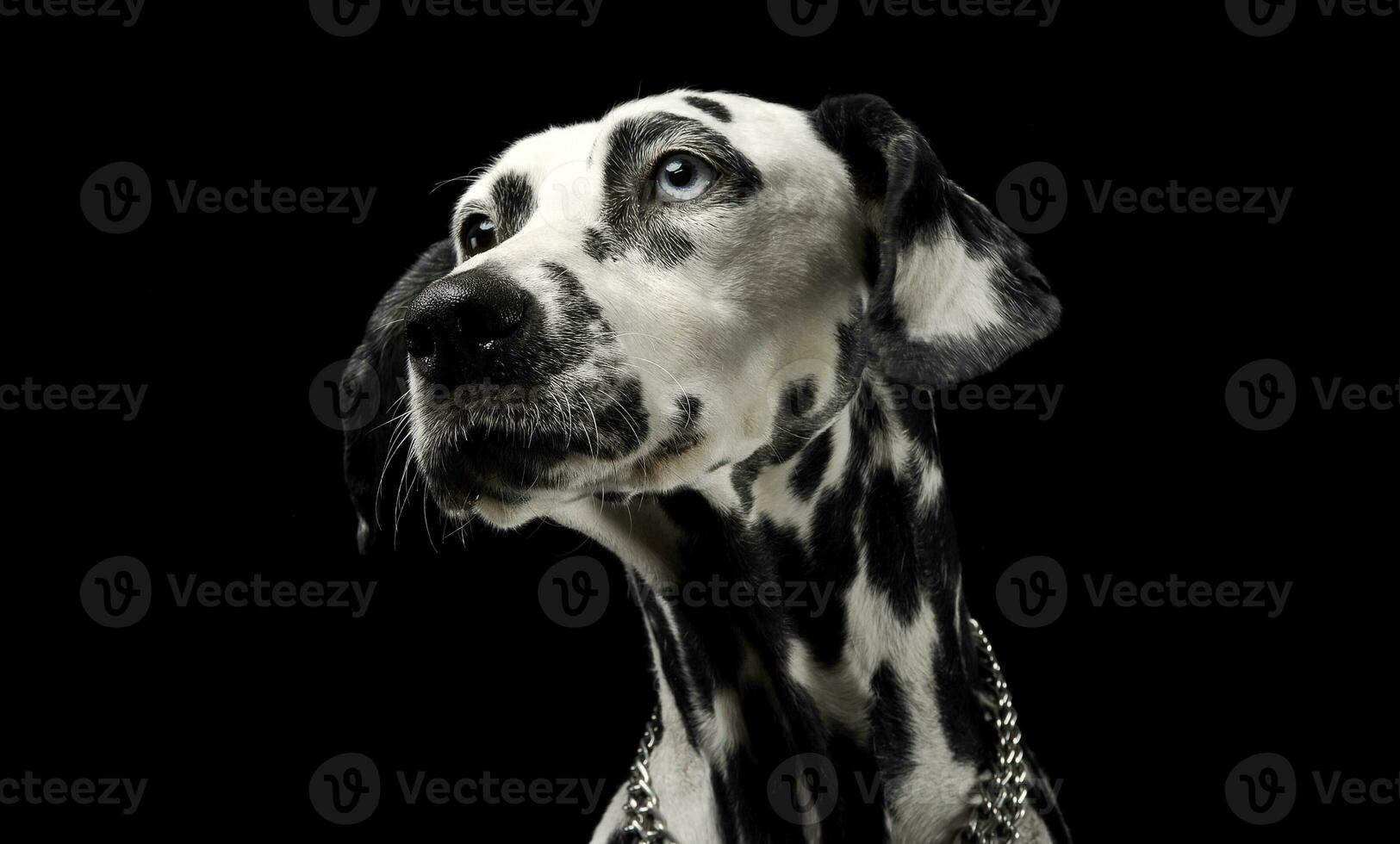 cute dalmatians portrait in black background photo studio