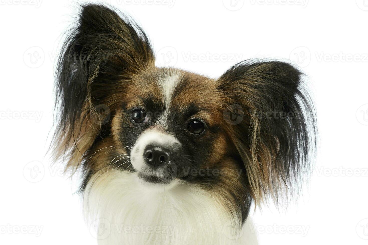 retrato de un adorable Papillon foto