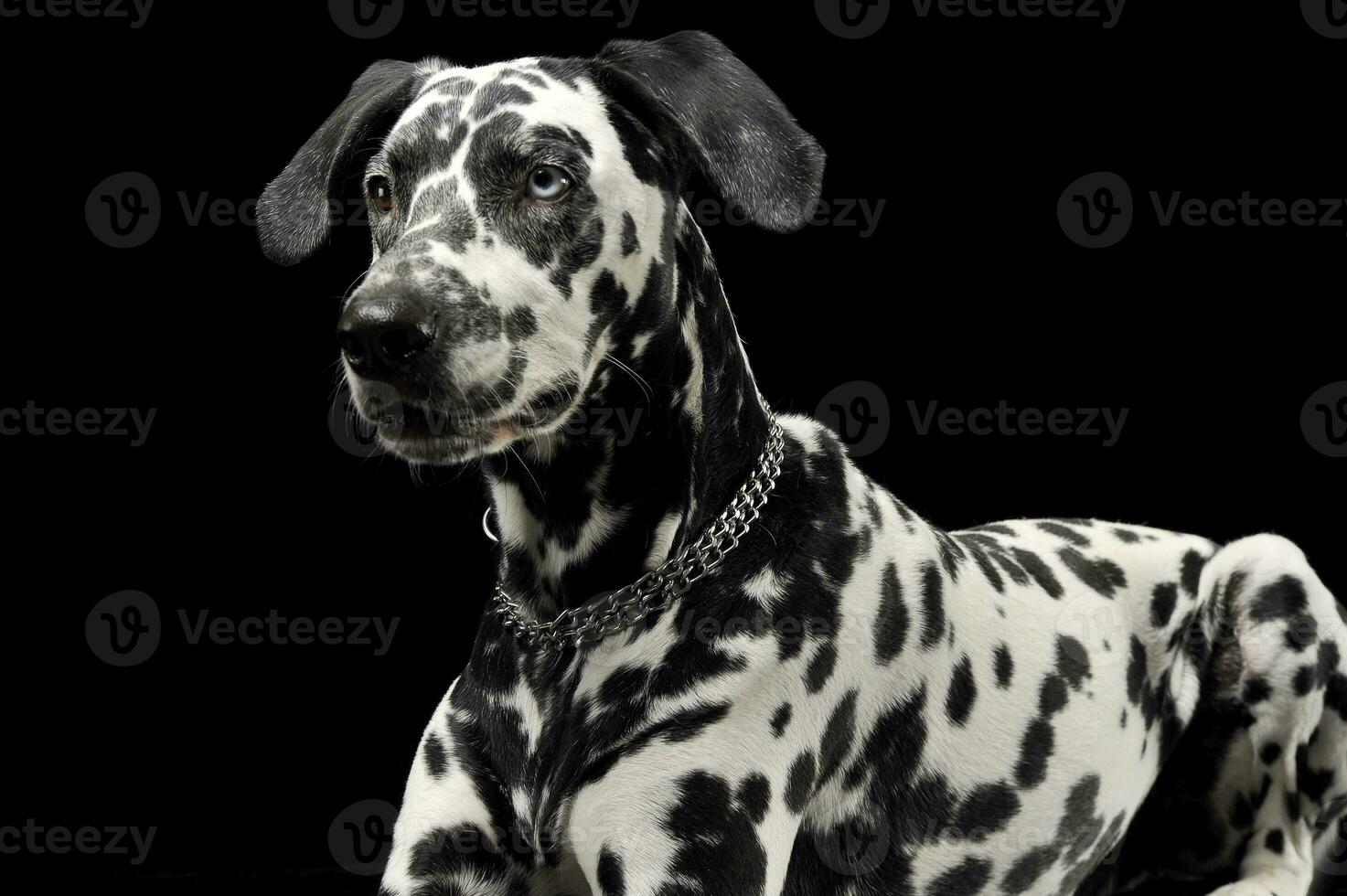 cute dalmatians lying in  black background photo studio