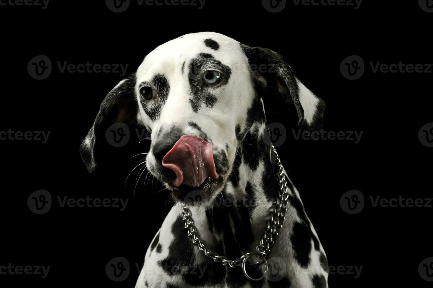 retrato de un adorable dálmata perro con diferente de colores ojos paliza su labios foto