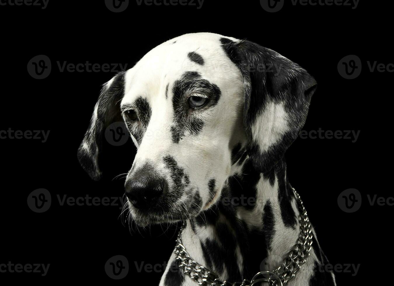 cute dalmatians portrait in black background photo studio