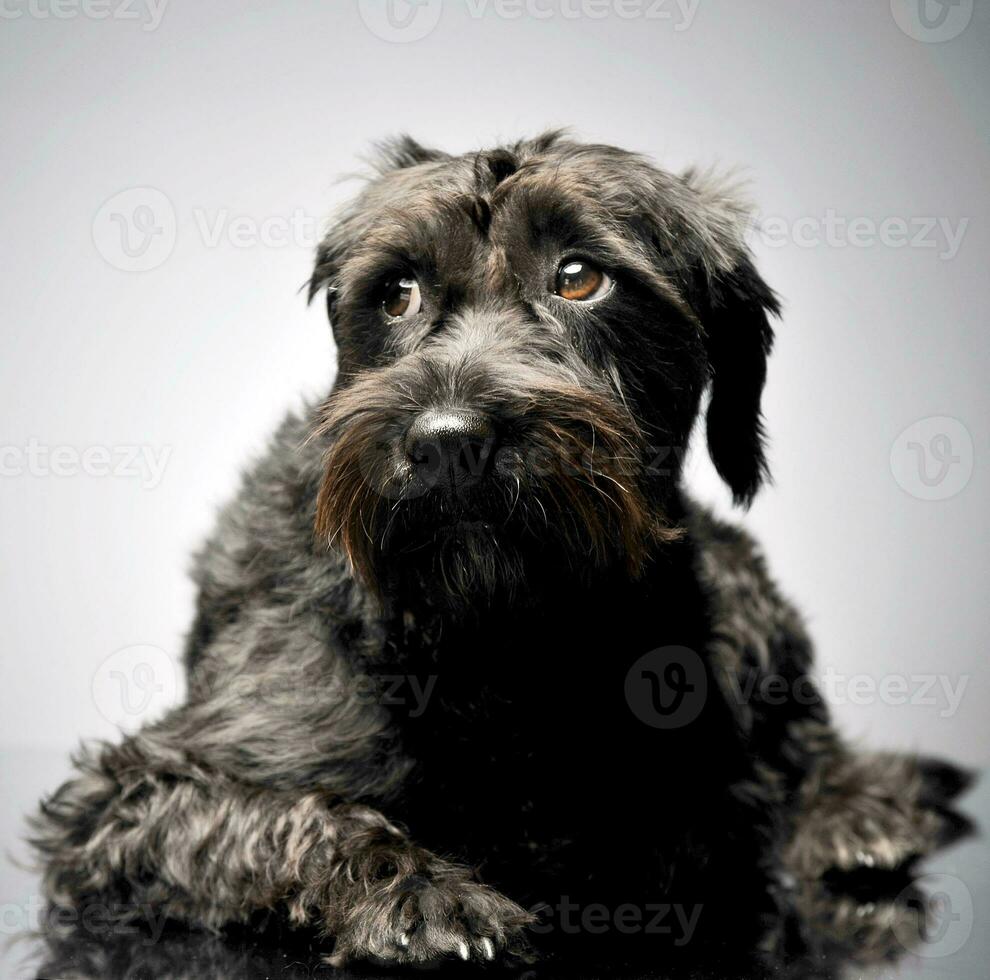 sad mixed breed wired hair dog lying in studio photo