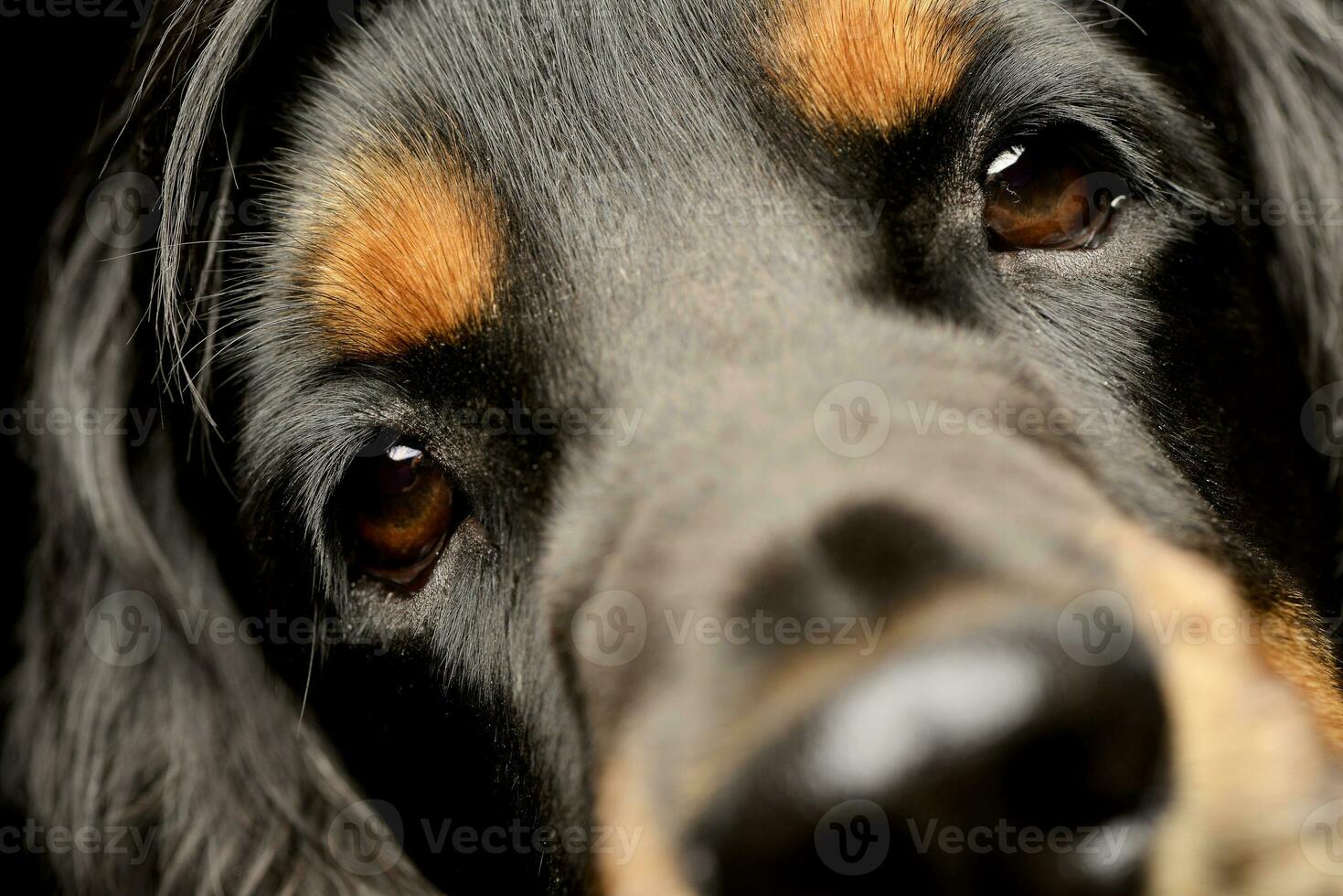 Portrait of an adorable English Cocker Spaniel photo