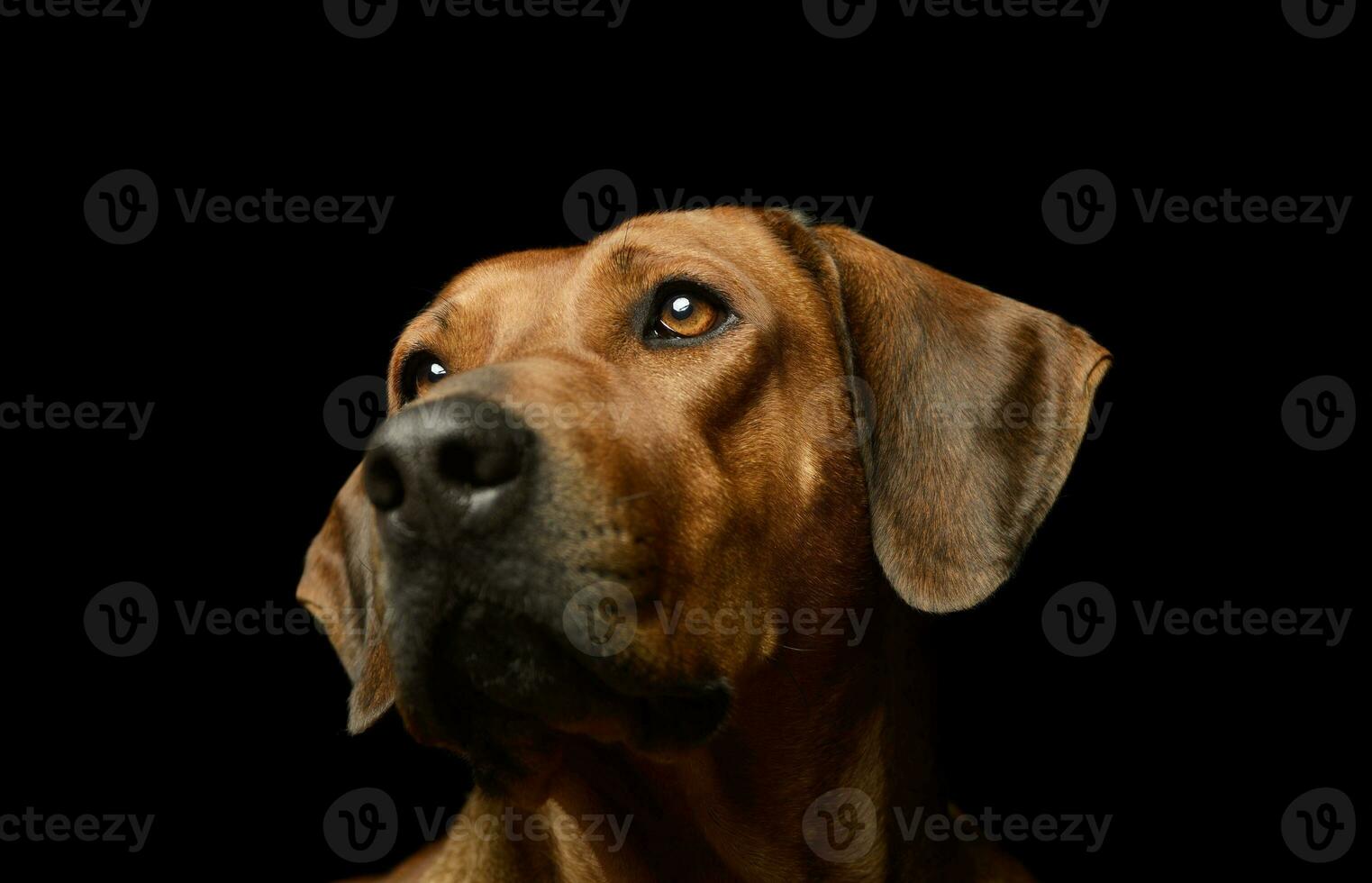 retrato de un encantador rodesiano ridgeback foto