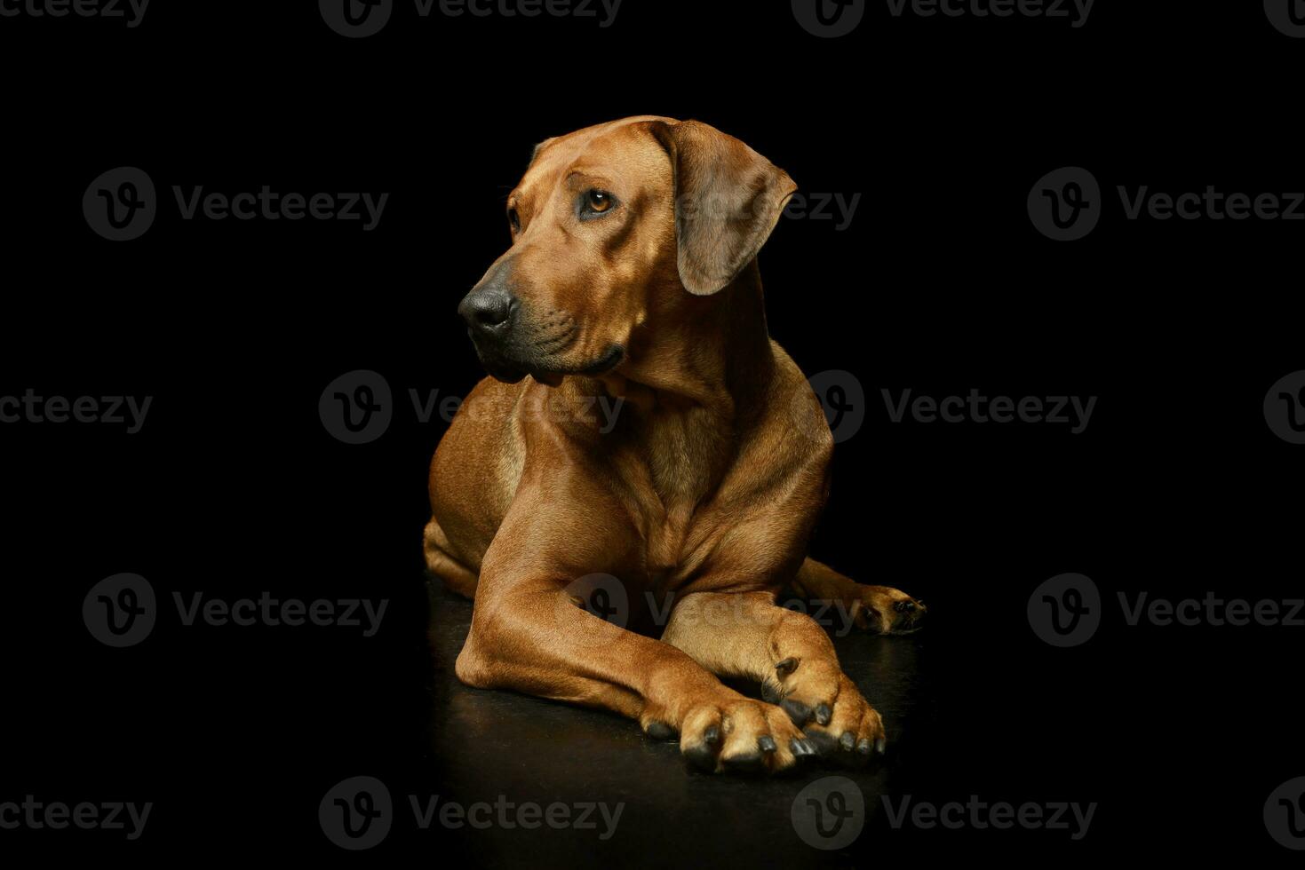 Studio shot of an adorable rhodesian ridgeback photo