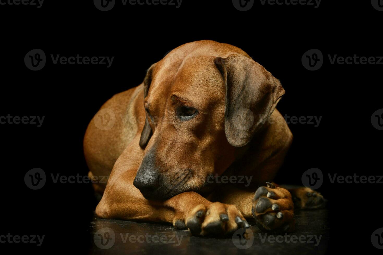 Studio shot of an adorable rhodesian ridgeback photo