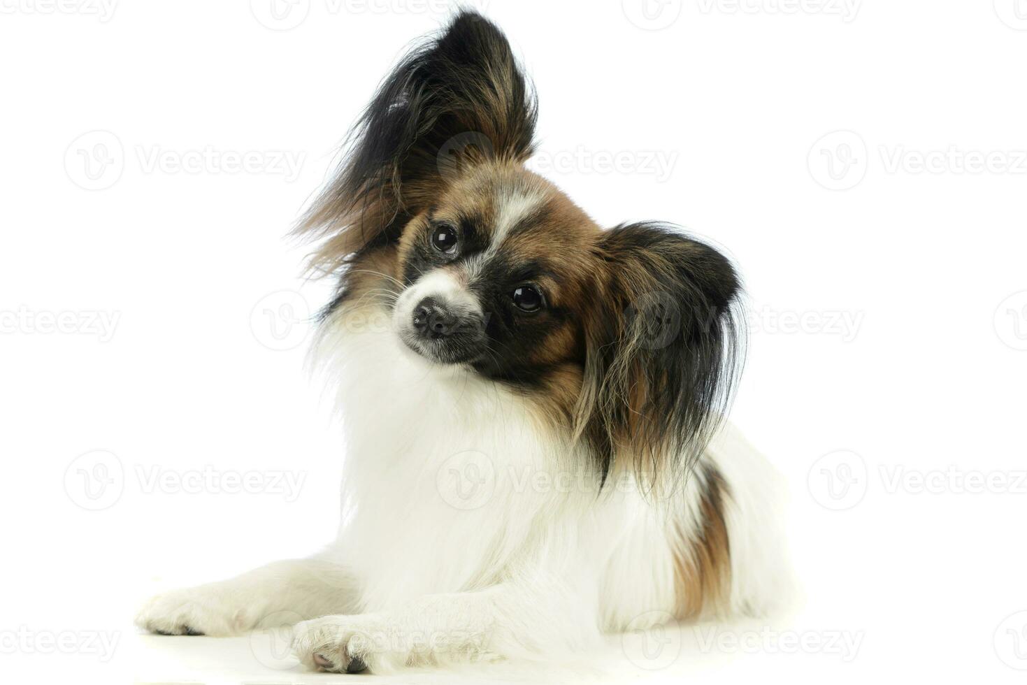 Studio shot of an adorable papillon photo