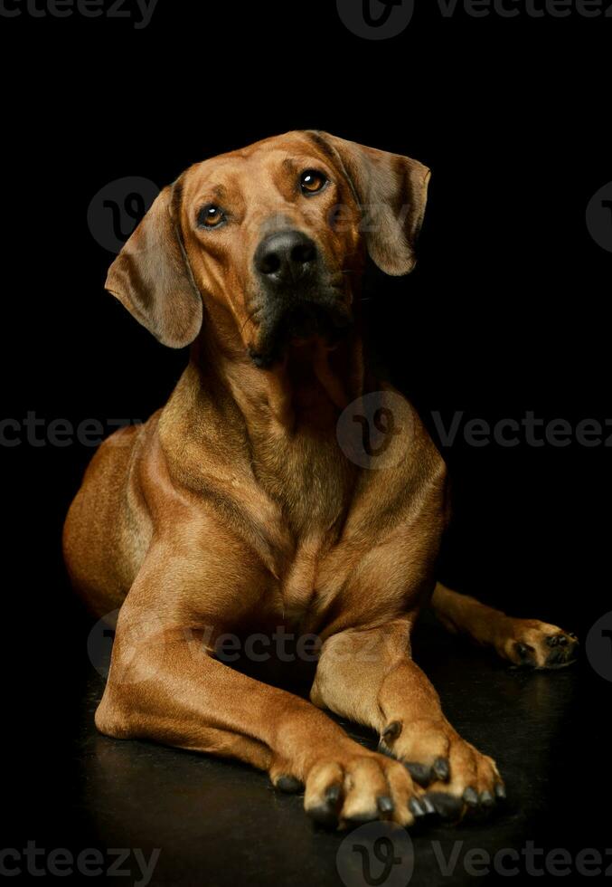 Studio shot of a lovely rhodesian ridgeback photo