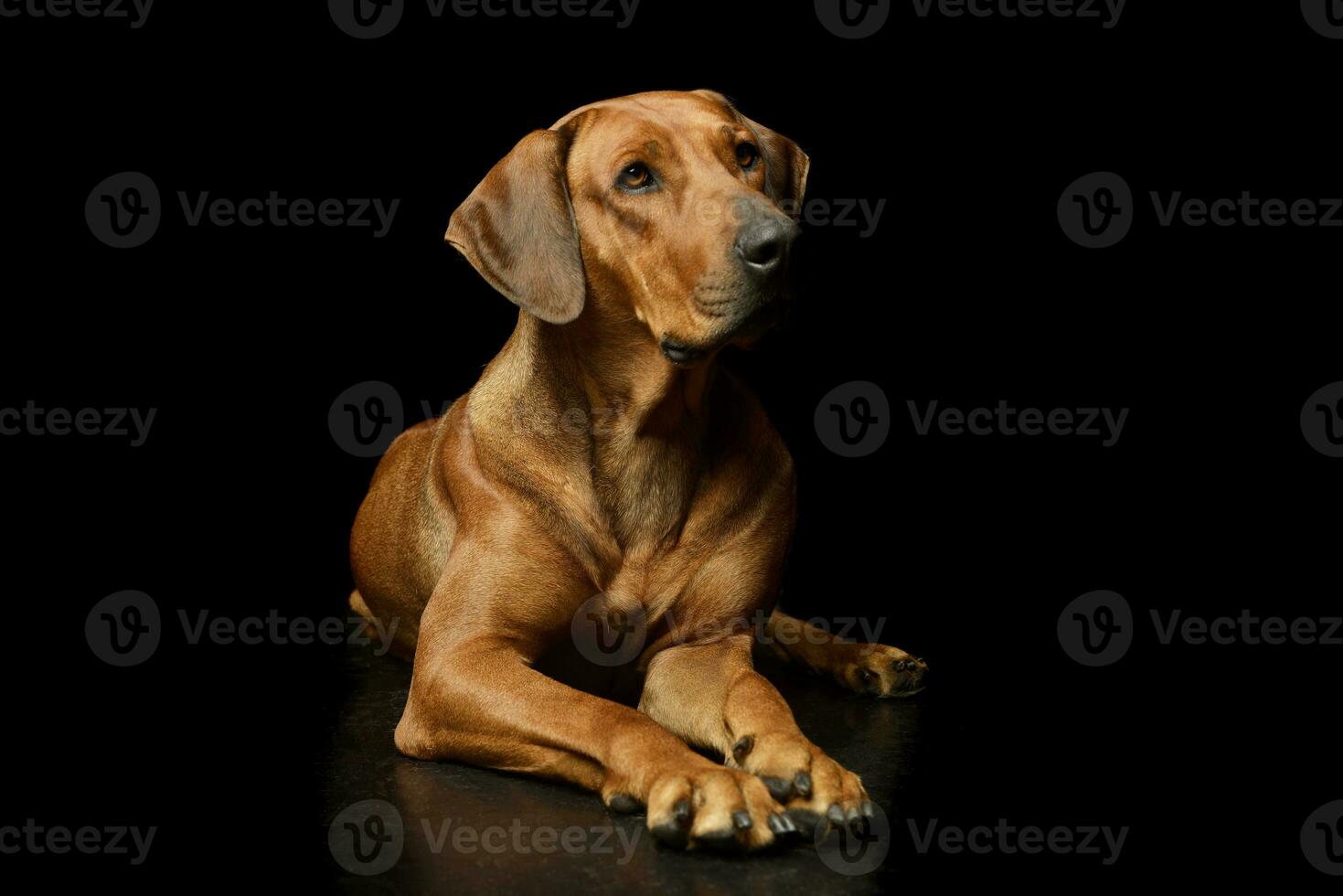 Studio shot of an adorable rhodesian ridgeback photo