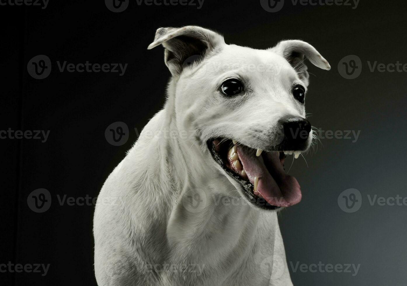 Portrait of an excited mixed breed dog standing and looking angry photo
