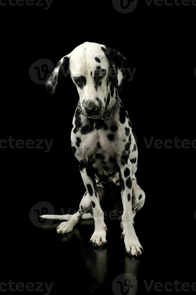 Studio shot of an adorable Dalmatian dog sitting and looking sad photo