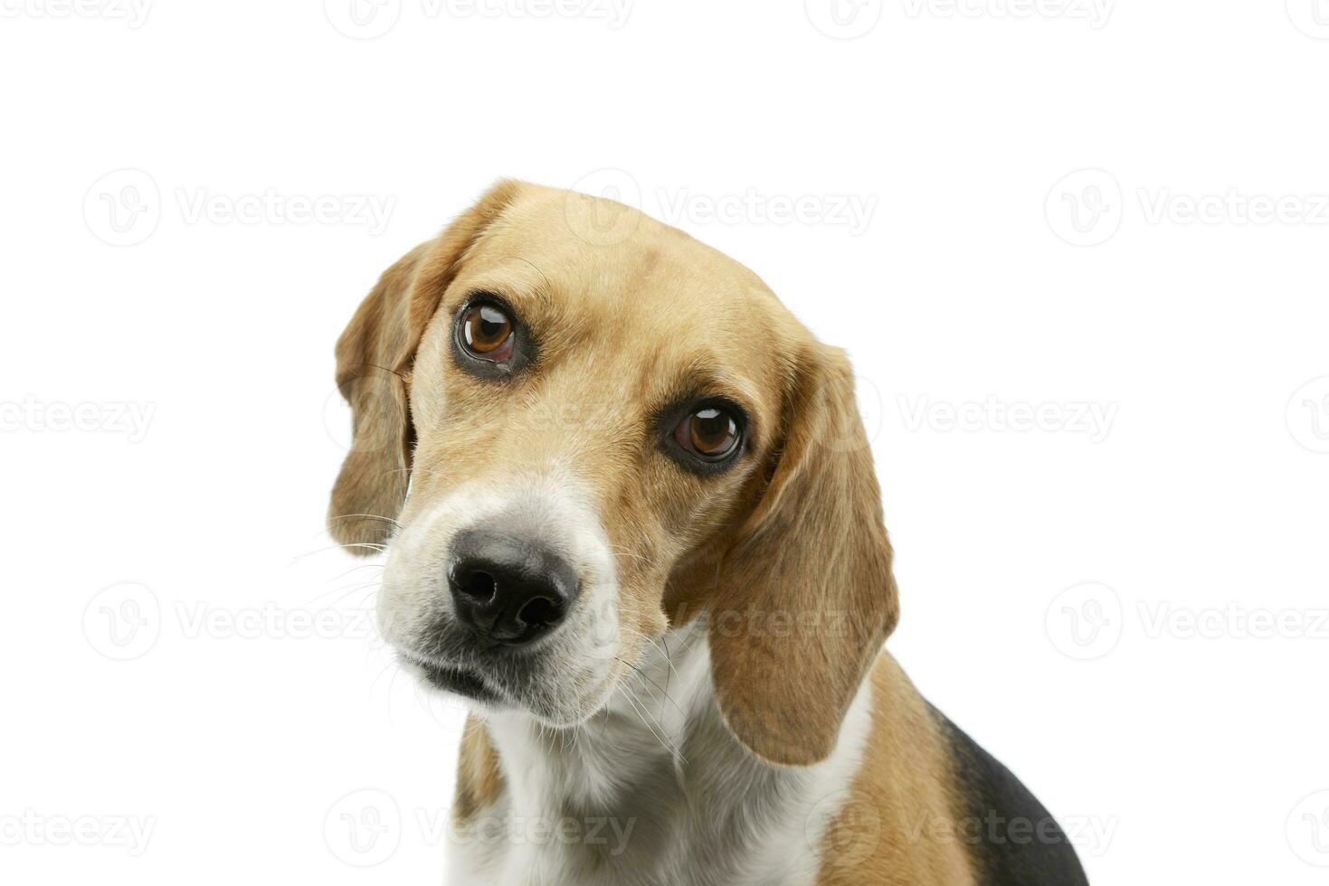 Portrait of an adorable Beagle photo