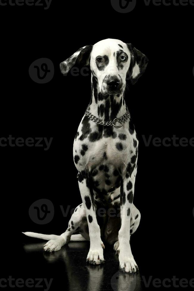 Studio shot of an adorable Dalmatian dog with different colored eyes sitting and looking curiously at the camera photo