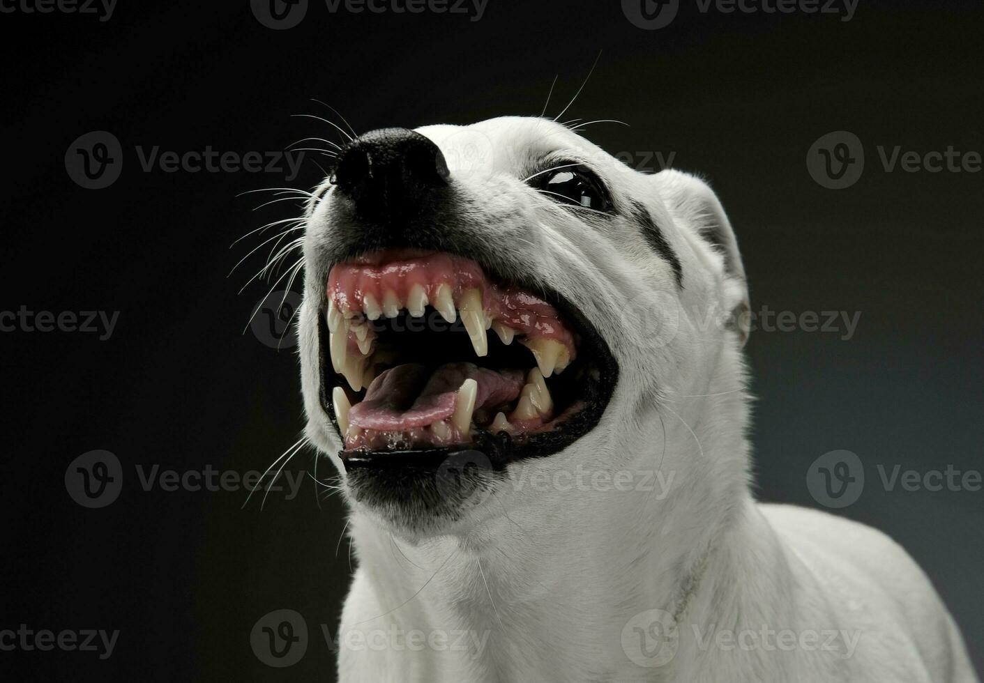 retrato de un emocionado mezclado raza perro en pie y mirando enojado foto