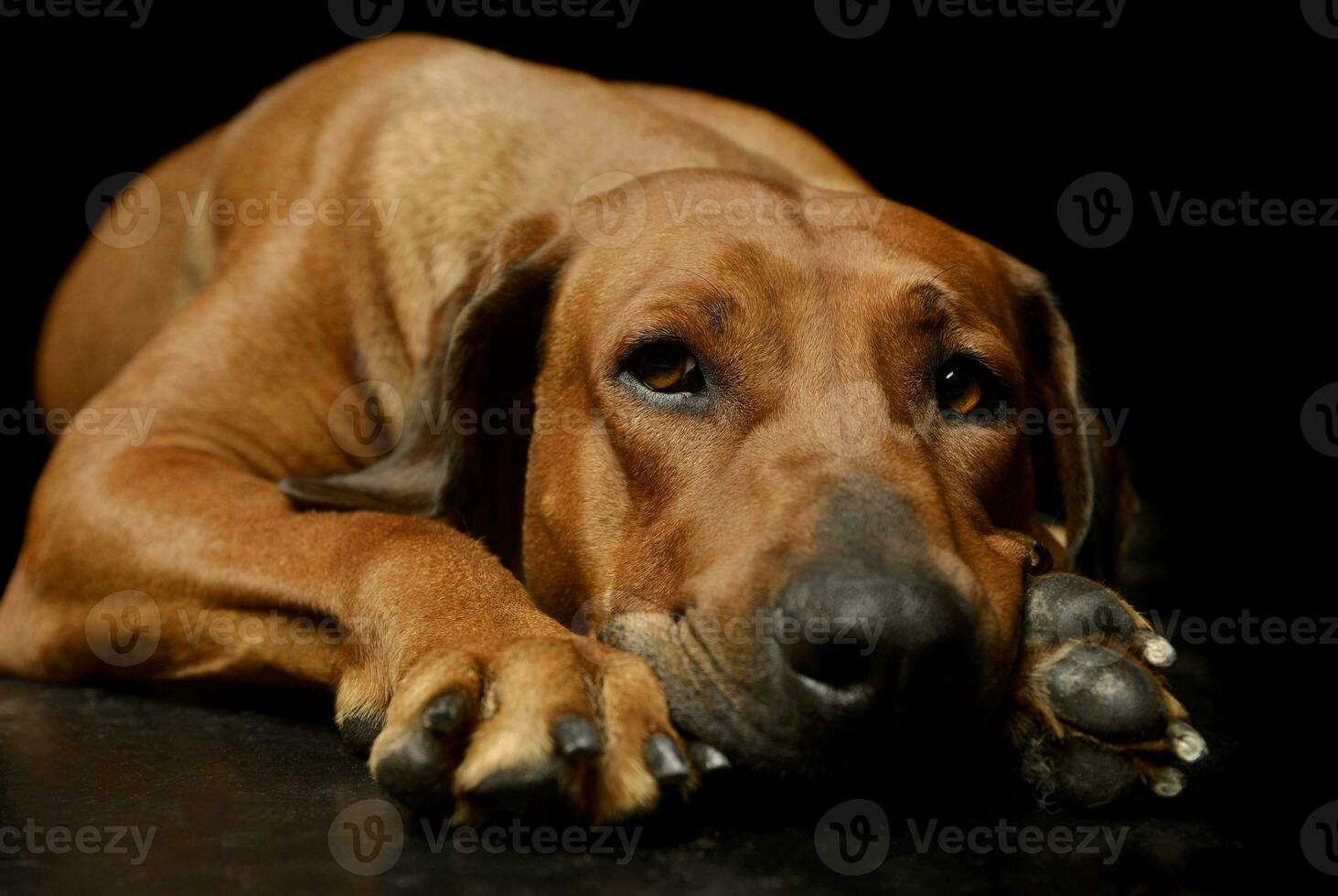 Studio shot of a lovely rhodesian ridgeback photo